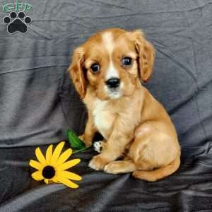 Miss Hadassah, Cavalier King Charles Spaniel Puppy